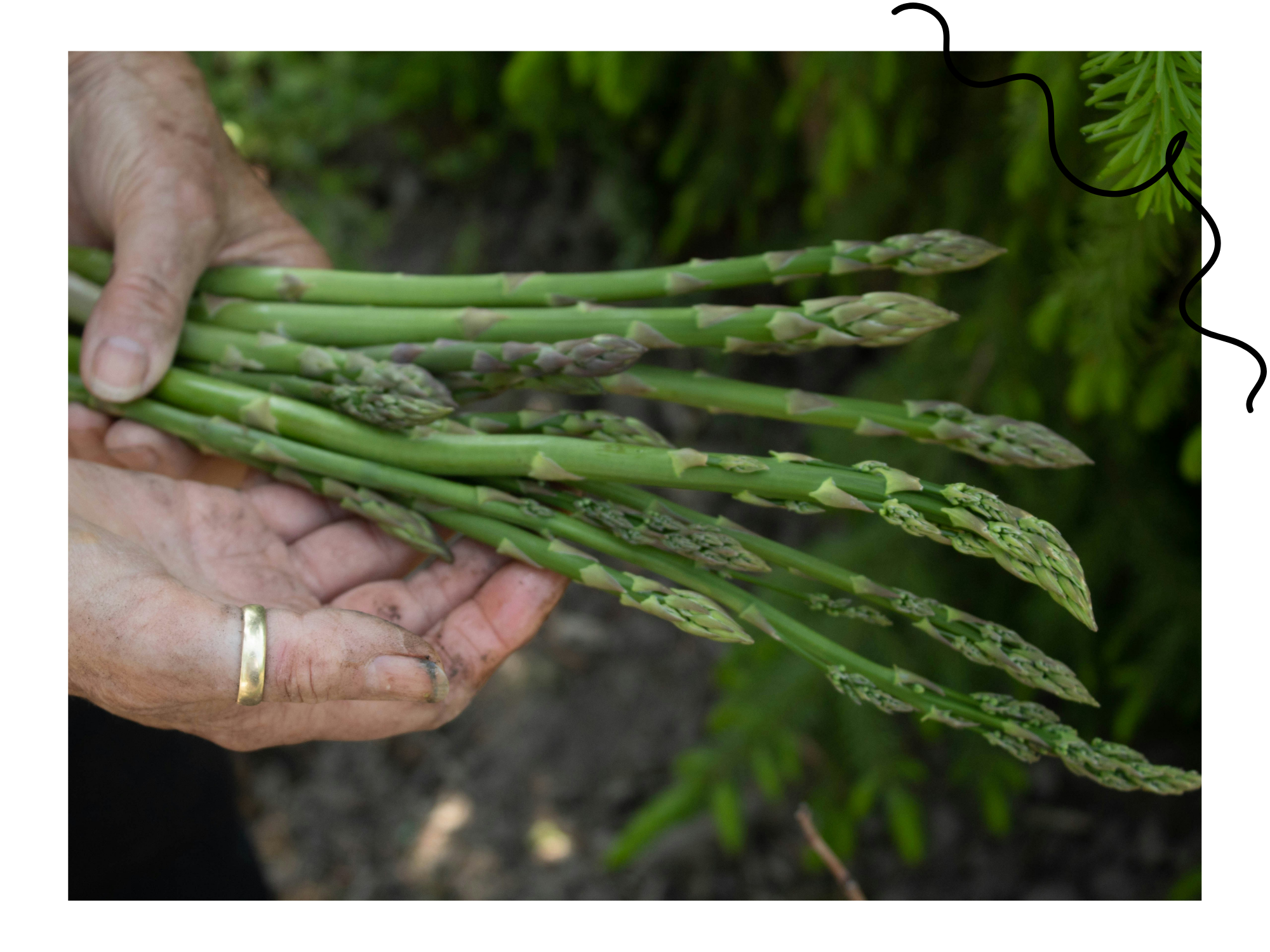 Asperges